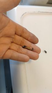 ge-dryer-blower-obstruction-shoelace-metal-pin-tigard
